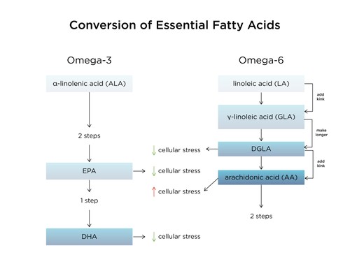 The Health Benefits of Gamma Linolenic Acid GLA Nordic Naturals